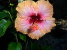 SAM_5956