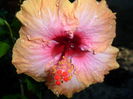 SAM_5957