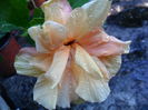 SAM_5958