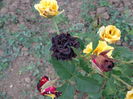 DSC08354