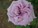 DSC08355