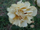 DSC08356