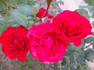 DSC08370