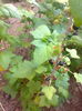 Coacaz negru " Tiben " , 12.06.2015