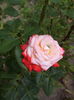 IMG_20150612_122649