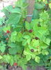Mur hibrid " Boysenberry " , 12.06.2015
