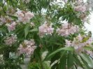SAM_7938