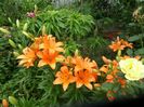 SAM_8348