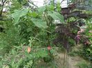 SAM_8375