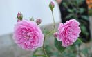 Harlow Carr