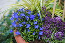 lobelia, globularia,hakonekloa