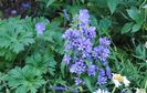 campanula glomerata