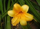 Hemerocallis Stella de Oro (2015, Jun.02)