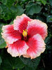 Hibi_Tahitian_Cherry_Blossom