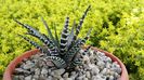 haworthia fasciata big band