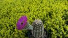 echinocereus reichenbachii