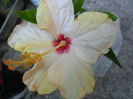 SAM_5984