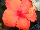 SAM_5986