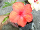 SAM_5987