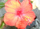 SAM_5988