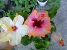 SAM_5992