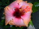 SAM_5996