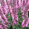 salvia superba new-dimension rose