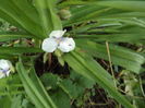 DSCF3963