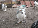 IMG_4382[1]
