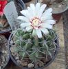 Gymnocalycium tilcarense