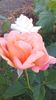 20150613_205144