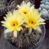 Notocactus