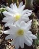 Echinopsis