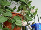 hoya carnosa