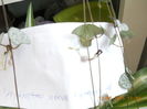 ceropegia- floare