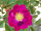 Violacea