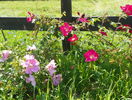 Scharlachglut si Marguerite Hilling