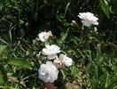 Rose Delacroix