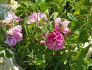 Autumn Damask