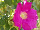 rosa rugosa rubra