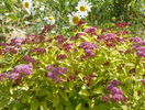 spiraea Firelight