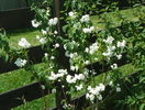 philadelphus Schneesturm
