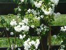 philadelphus Schneesturm