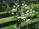 philadelphus Schneesturm