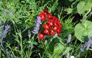 Bienenweide Rot