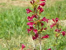 weigela Bristol Ruby