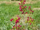 weigela Bristol Ruby