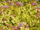 spiraea Golden Princess