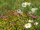 spiraea Firelight