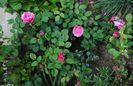 England s Rose